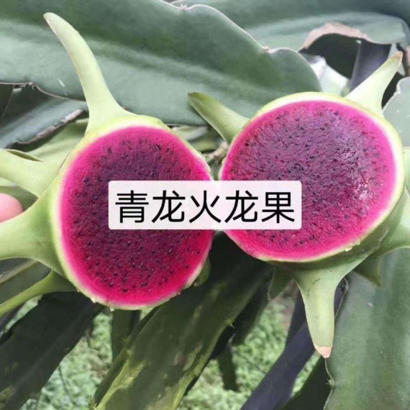 [新品种]青龙火龙果苗台湾青皮火龙果青皮红肉火龙果苗