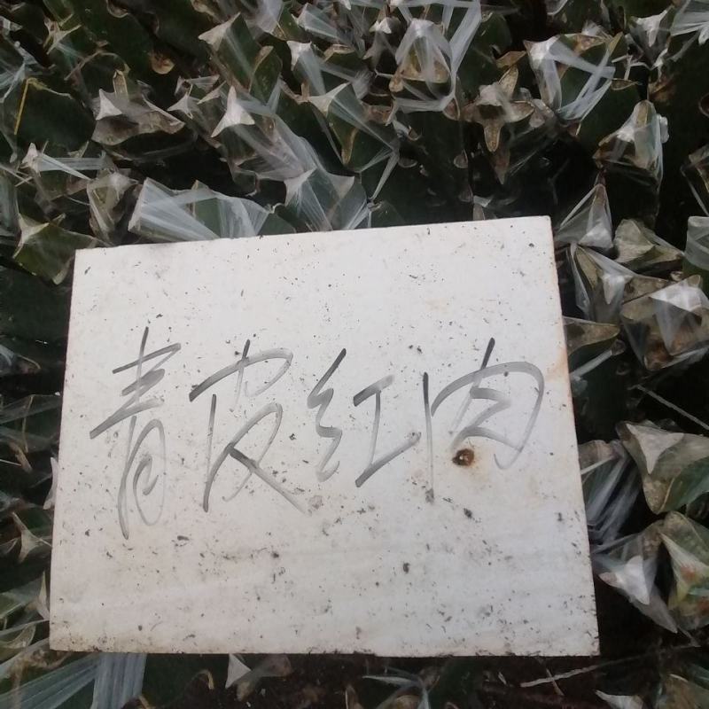 [新品种]青龙火龙果苗台湾青皮火龙果青皮红肉火龙果苗