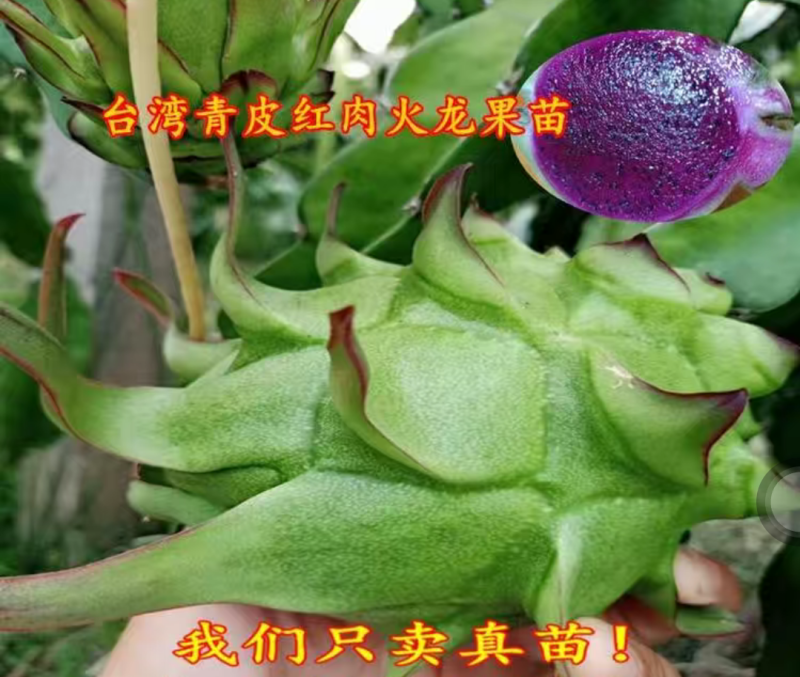 [新品种]青龙火龙果苗台湾青皮火龙果青皮红肉火龙果苗