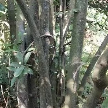 江西省吉安市岗梅鲜货