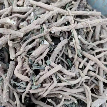 板蓝根