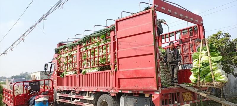 四川大白菜天天发车黄心白菜，大白菜降价了，春福黄大量上市