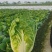 四川大白菜天天发车黄心白菜，大白菜降价了，春福黄大量上市