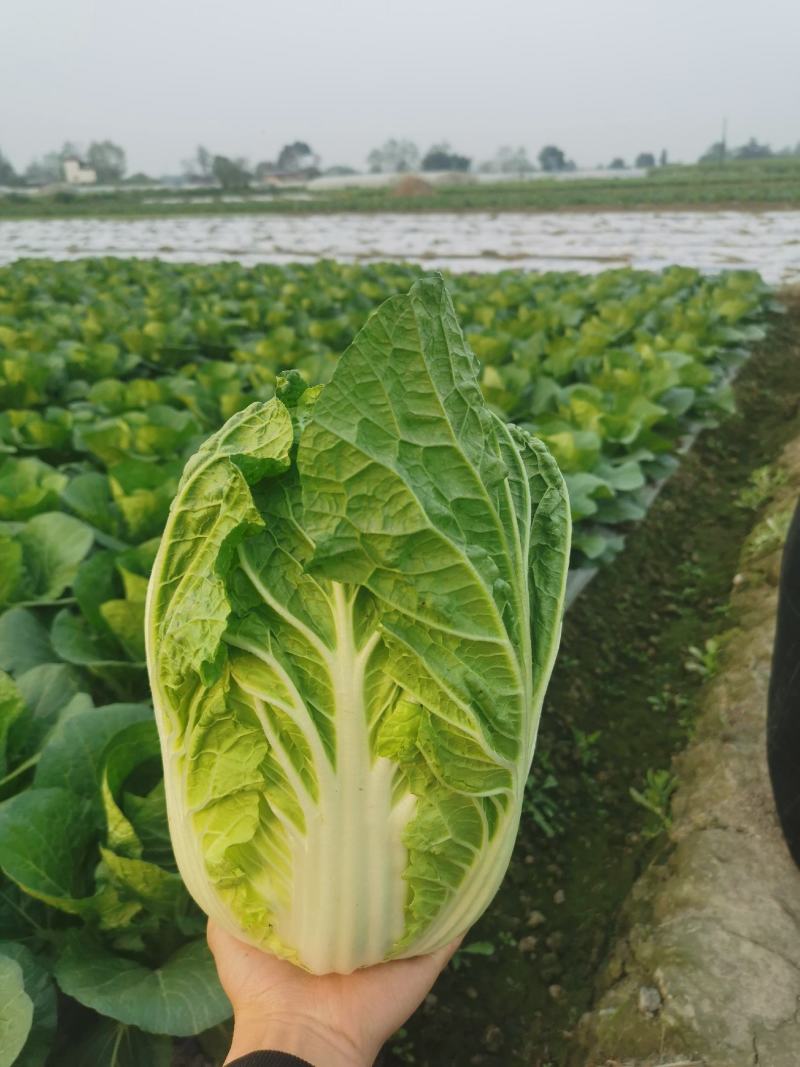 四川大白菜天天发车黄心白菜，大白菜降价了，春福黄大量上市