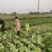 四川大白菜天天发车黄心白菜，大白菜降价了，春福黄大量上市