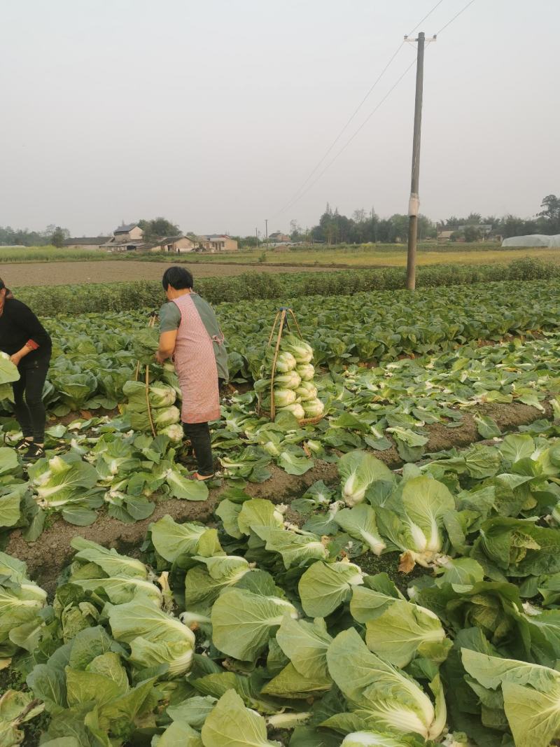四川大白菜天天发车黄心白菜，大白菜降价了，春福黄大量上市