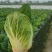 四川大白菜天天发车黄心白菜，大白菜降价了，春福黄大量上市