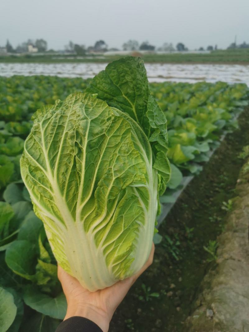 四川大白菜天天发车黄心白菜，大白菜降价了，春福黄大量上市
