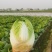 四川大白菜天天发车黄心白菜，大白菜降价了，春福黄大量上市