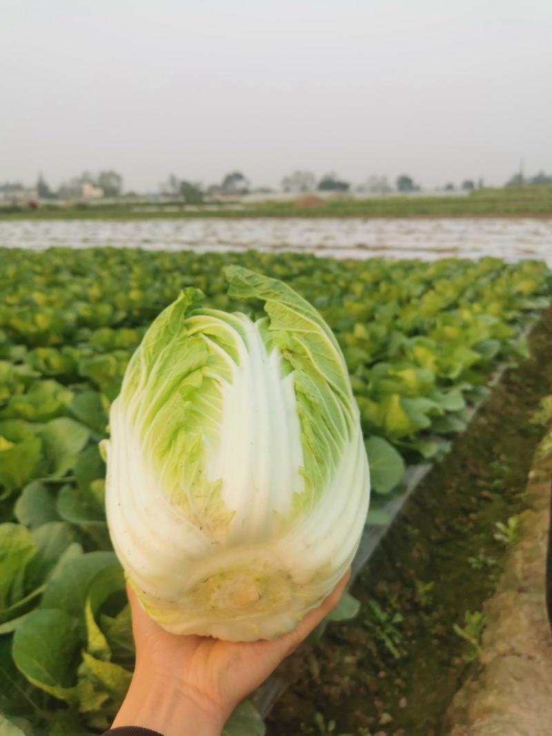 四川大白菜天天发车黄心白菜，大白菜降价了，春福黄大量上市