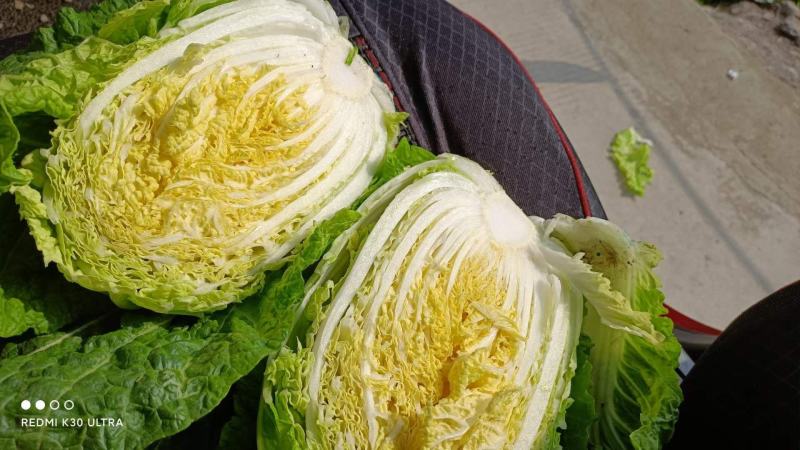 四川大白菜天天发车黄心白菜，大白菜降价了，春福黄大量上市