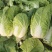 四川大白菜天天发车黄心白菜，大白菜降价了，春福黄大量上市