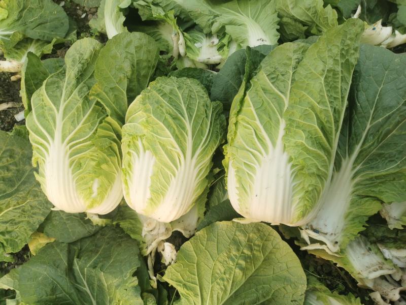 四川大白菜天天发车黄心白菜，大白菜降价了，春福黄大量上市