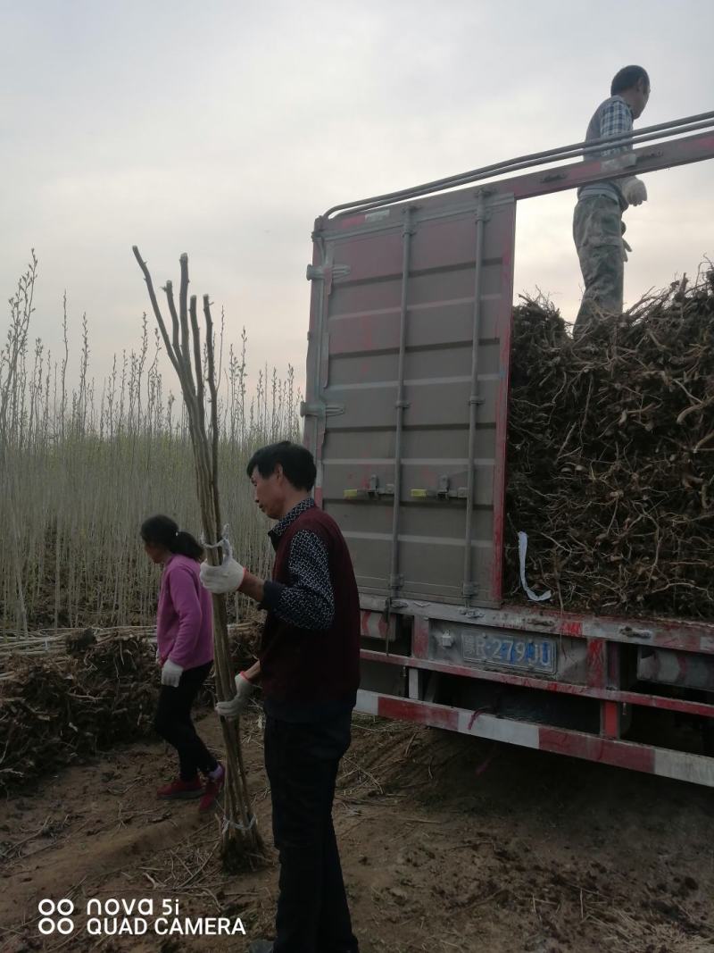 地径2公分杜仲上货中