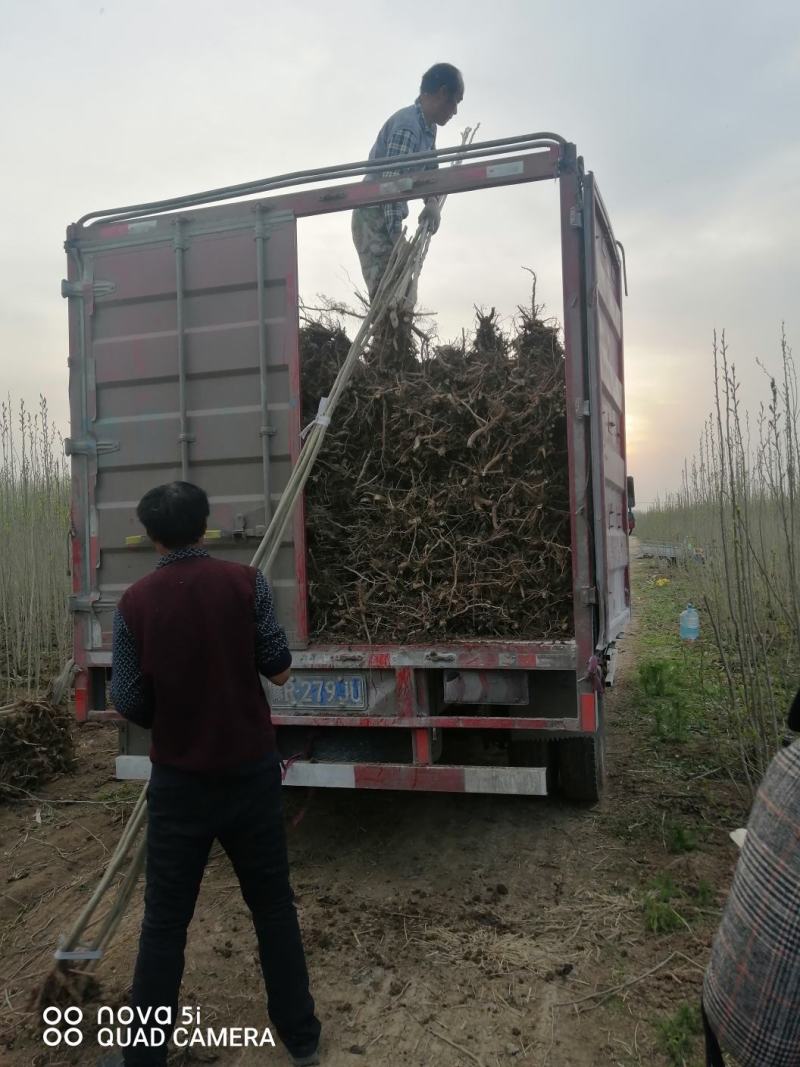 地径2公分杜仲上货中