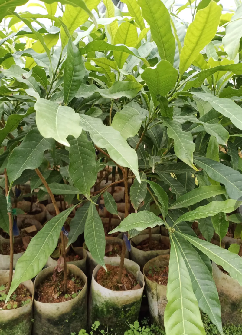 [精品]黄晶果苗冬蜜黄晶果苗大金沙黄晶果苗