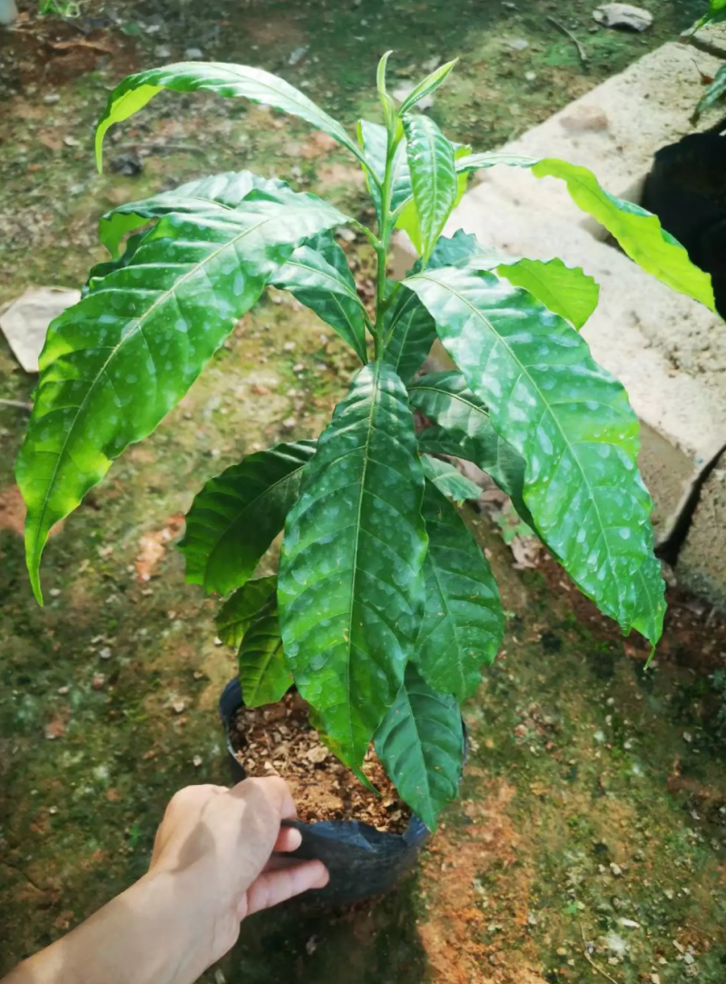 [精品]黄晶果苗冬蜜黄晶果苗大金沙黄晶果苗