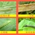 沪联甲维盐虫螨腈虱螨脲组合装草地贪夜蛾菜青虫钻心虫杀虫剂