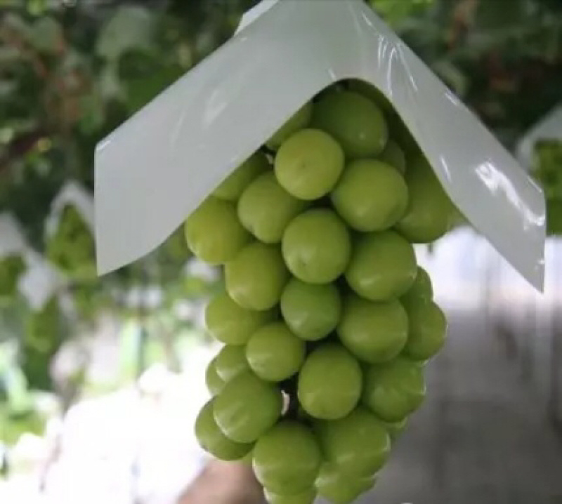水果套袋，葡萄伞罩阳光芒果葡萄专用PE伞罩无纺布，葡萄袋