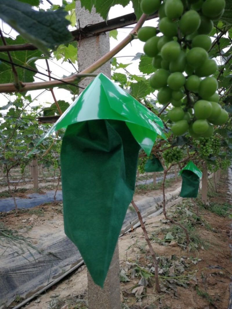 水果套袋，葡萄伞罩阳光芒果葡萄专用PE伞罩无纺布，葡萄袋