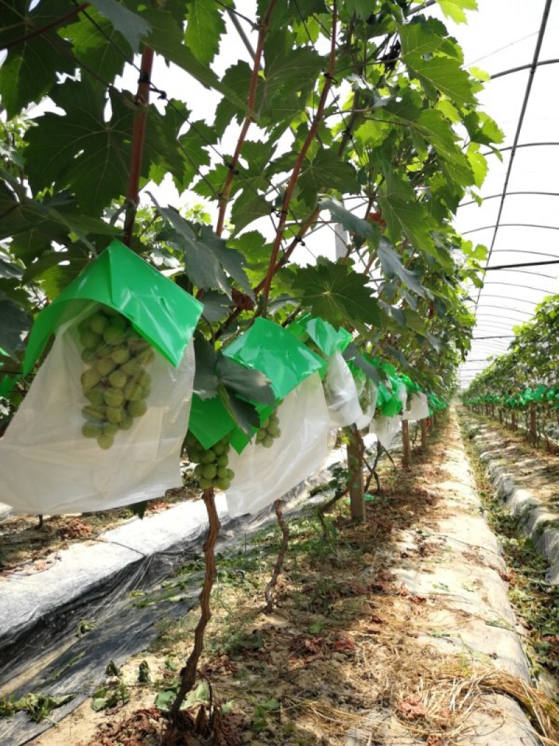 水果套袋，葡萄伞罩阳光芒果葡萄专用PE伞罩无纺布，葡萄袋