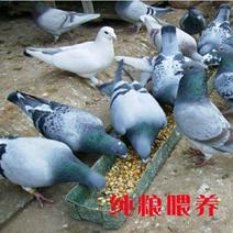 晨曦养殖场出售一批鸽子