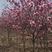 紫玉兰树，娇红一号玉兰嫁接玉兰花树红玉兰白玉兰地栽绿化