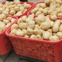 湖北基地种植中薯5号土豆通货3两以上各种规格大量有货