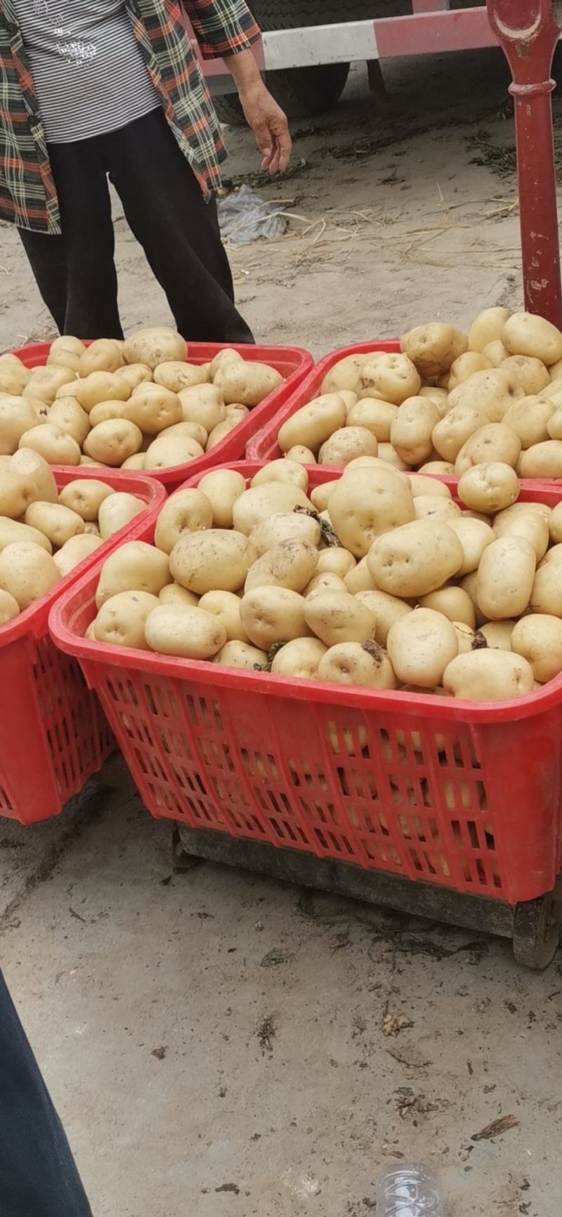 湖北基地种实验一号土豆通货3两以上各种规格大量有货