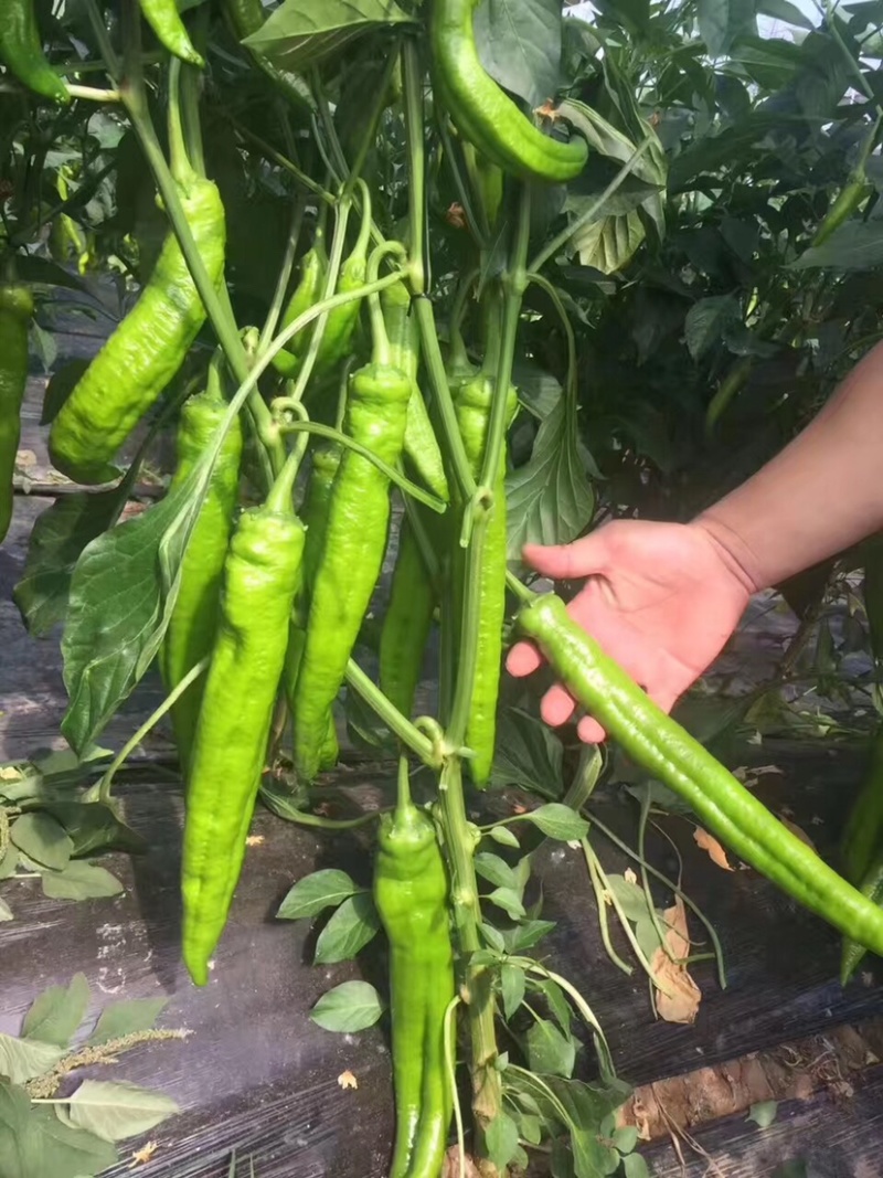 辣椒苗牛角羊角尖椒苗黄绿皮辣椒螺丝椒苗