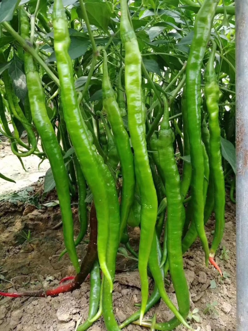 辣椒苗牛角羊角尖椒苗黄绿皮辣椒螺丝椒苗