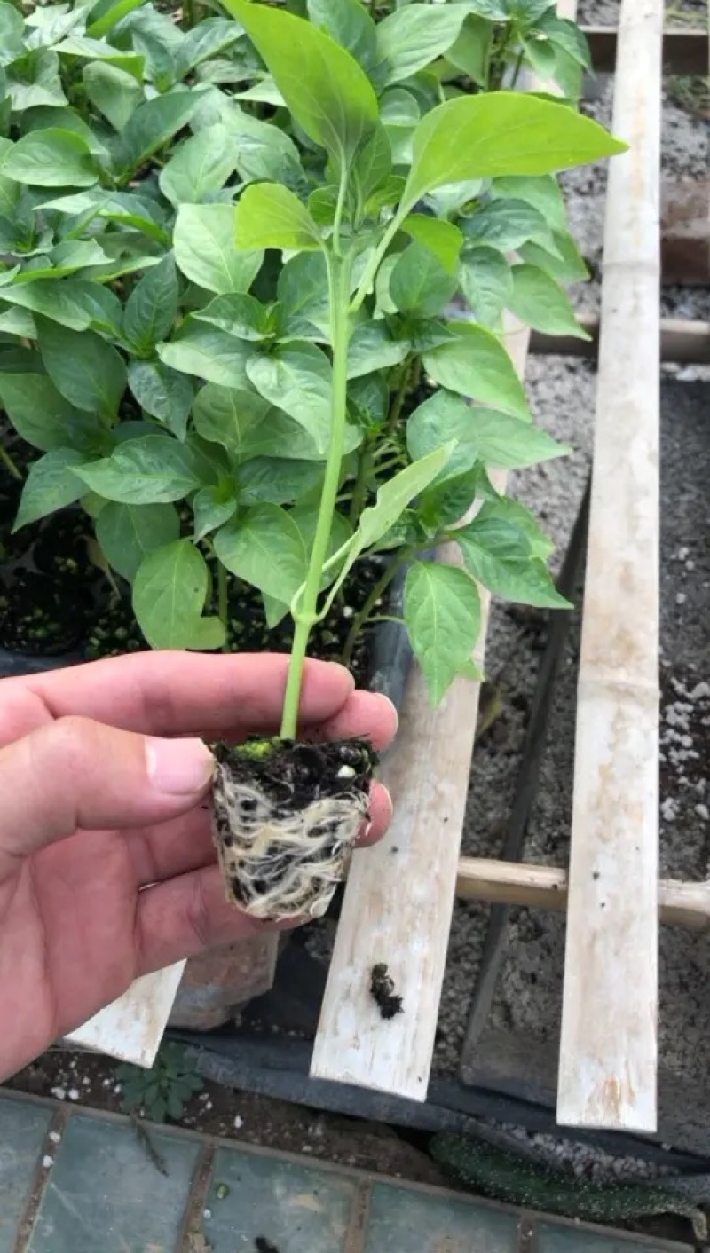 辣椒苗牛角羊角尖椒苗黄绿皮辣椒螺丝椒苗