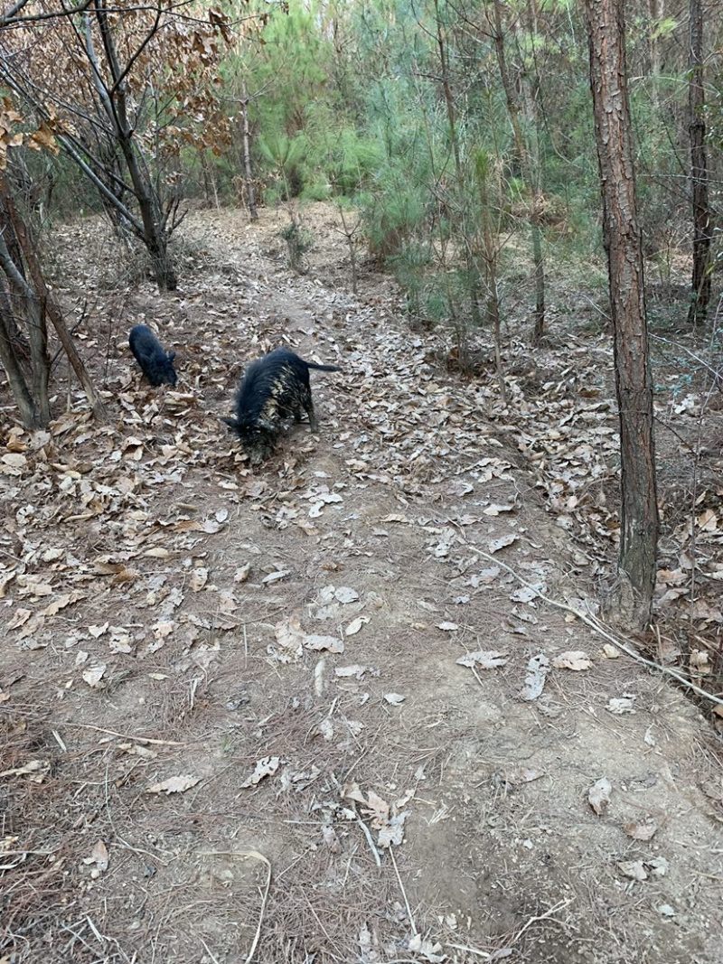 四川大山放养藏香猪，品种纯，出售各种规格大小都有。