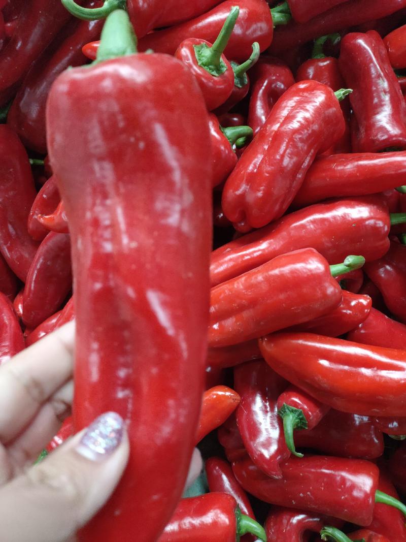 【红椒】安徽红椒红泡椒大量上市产地直发一手货源现摘现发