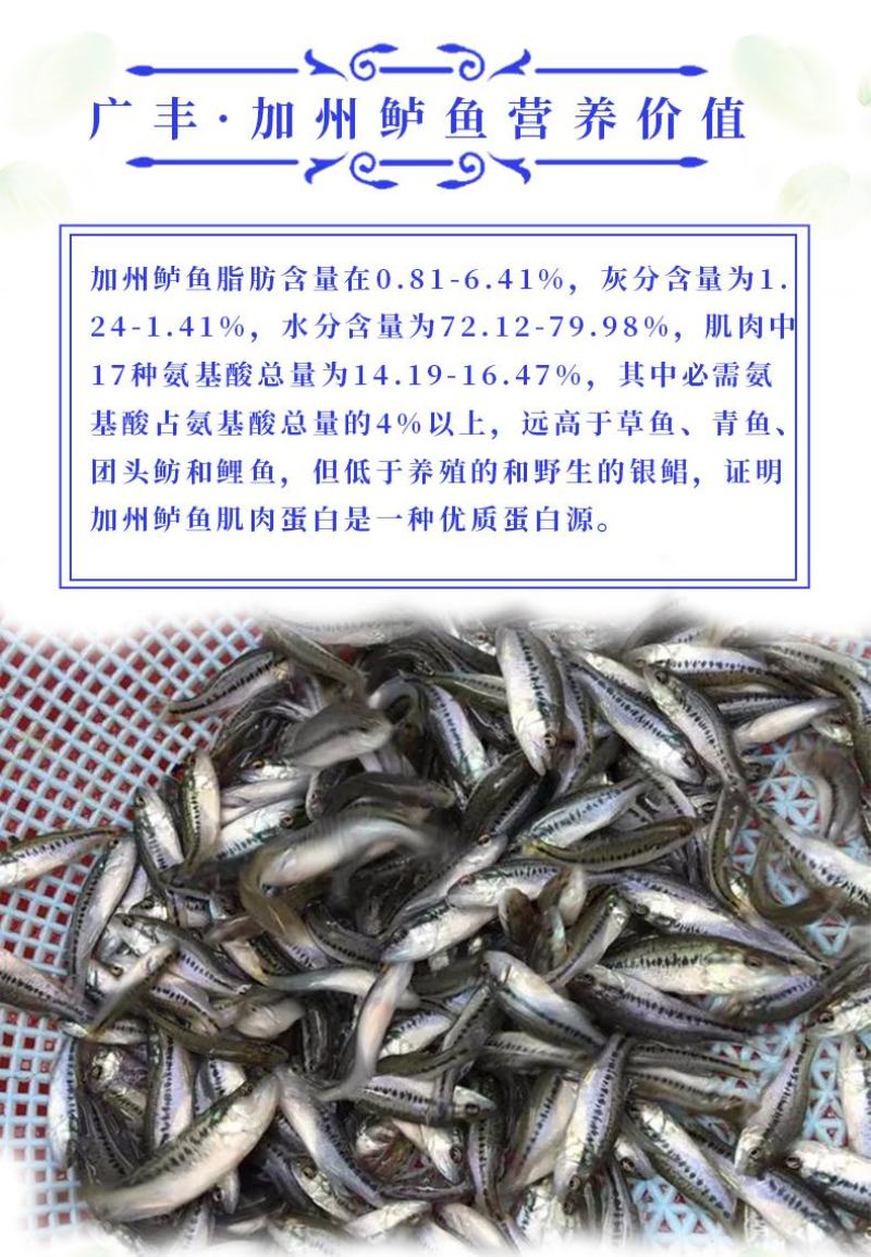 加洲鲈鱼苗淡水鲈鱼苗优鲈一号包成活成长快