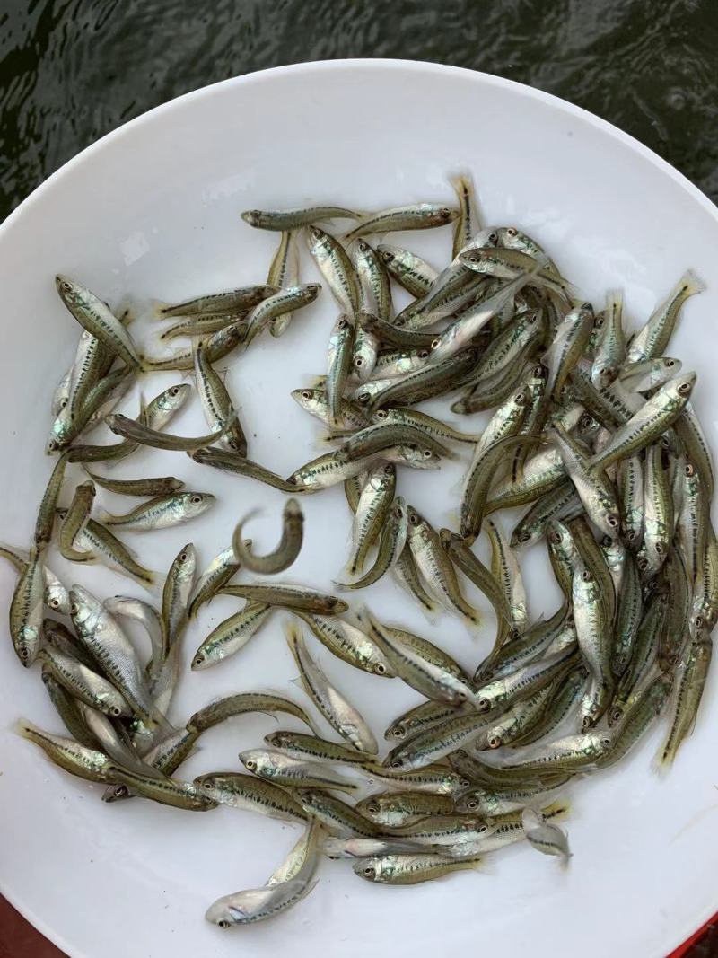 加洲鲈鱼苗淡水鲈鱼苗优鲈一号包成活成长快