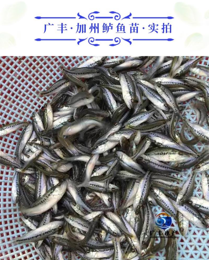 加洲鲈鱼苗淡水鲈鱼苗优鲈一号包成活成长快