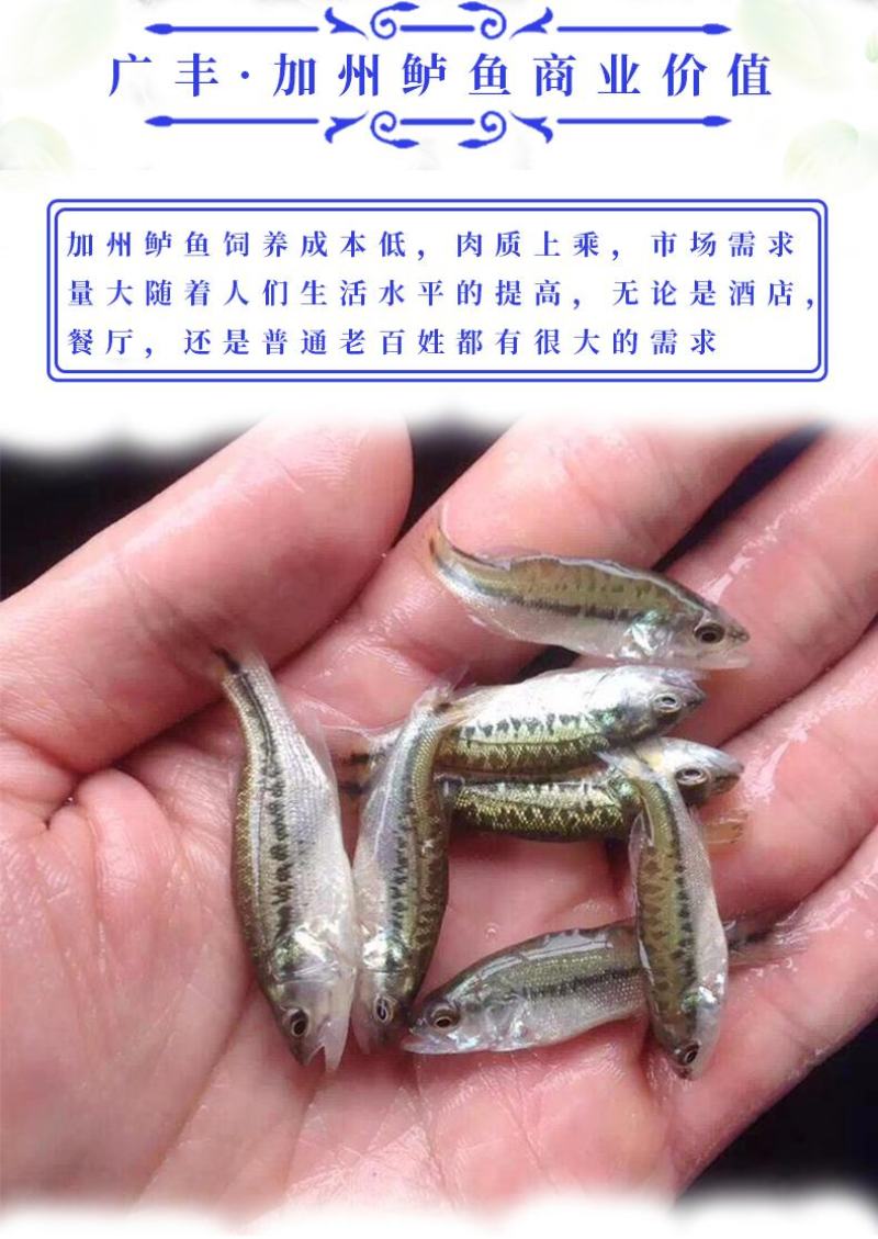 加洲鲈鱼苗淡水鲈鱼苗优鲈一号包成活成长快