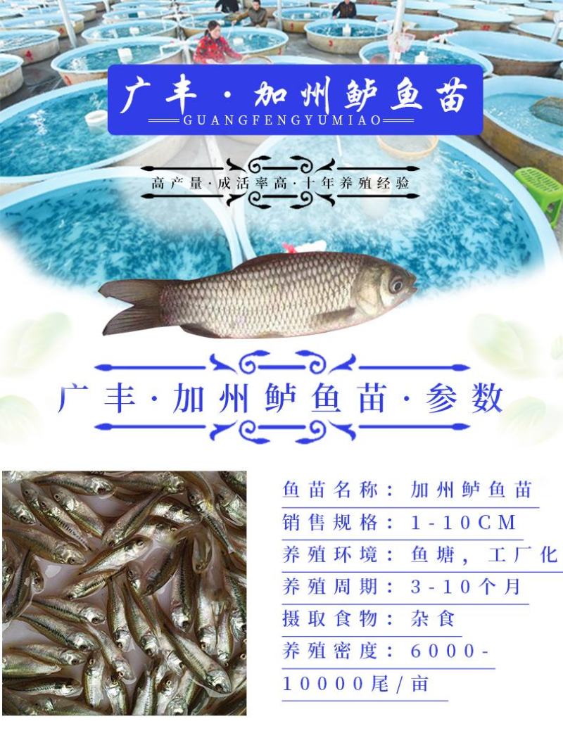 加洲鲈鱼苗淡水鲈鱼苗优鲈一号包成活成长快