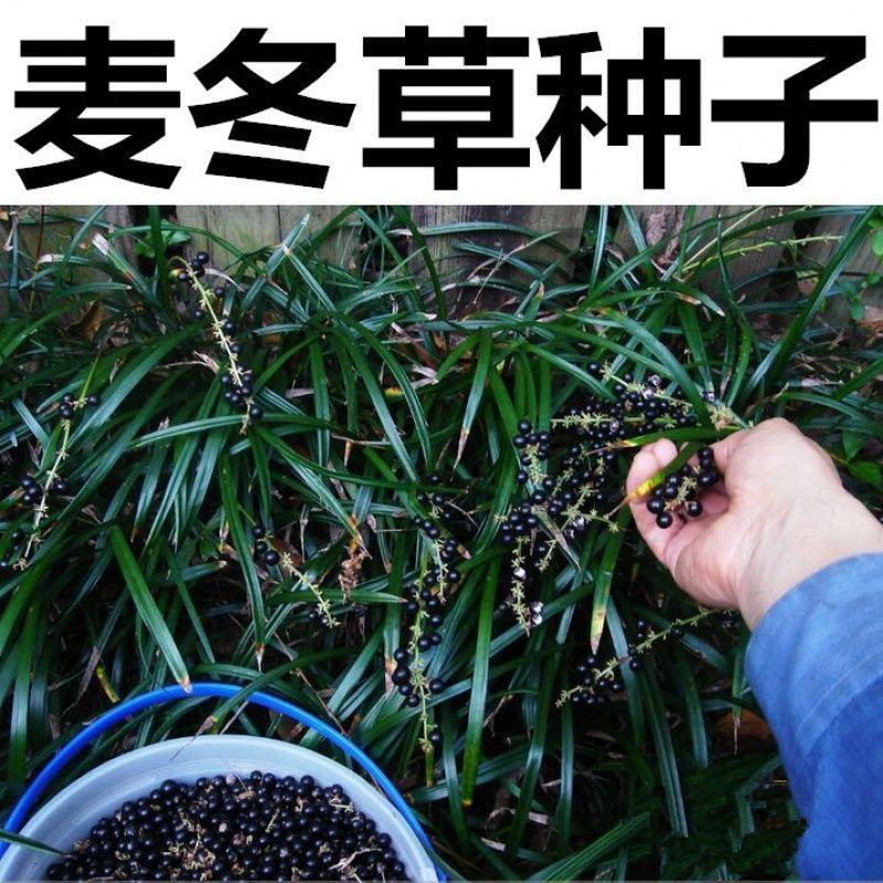 新采麦冬草种子玉龙草种子金边麦冬草籽日本矮麦冬