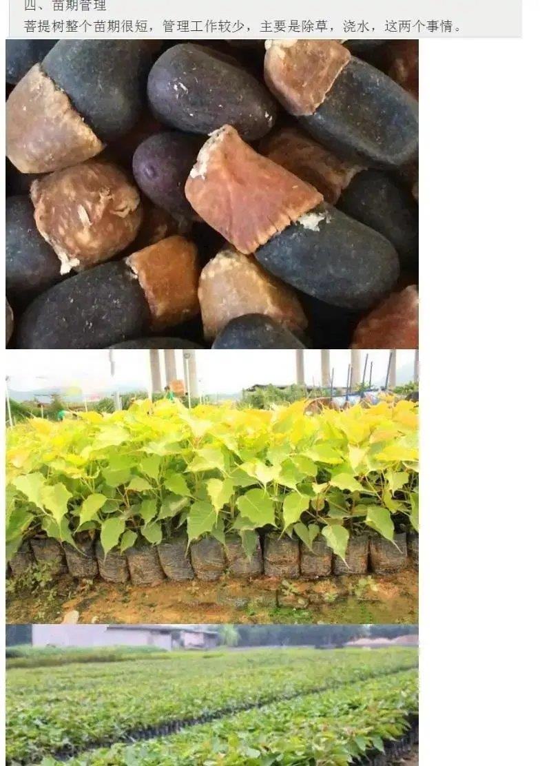 菩提种子菩提树种子金刚菩提树千丝菩提树种子