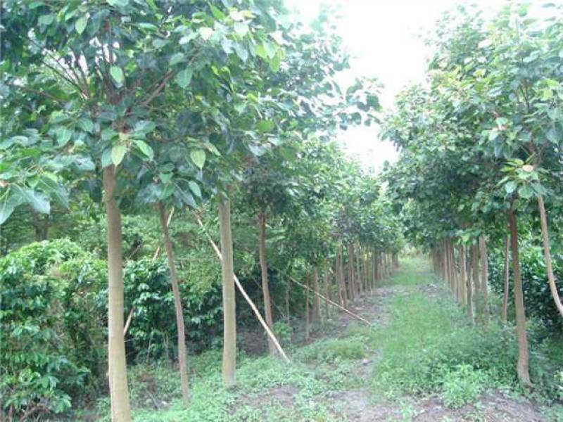 菩提种子菩提树种子金刚菩提树千丝菩提树种子
