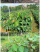 菩提种子菩提树种子金刚菩提树千丝菩提树种子