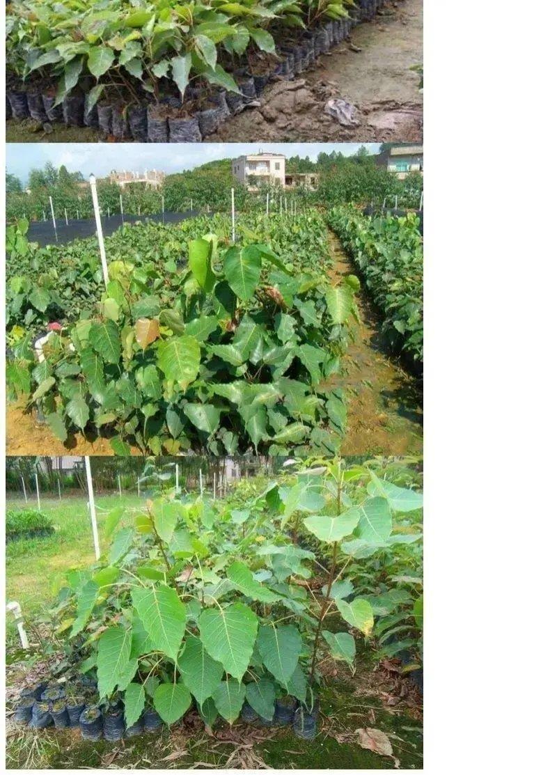 菩提种子菩提树种子金刚菩提树千丝菩提树种子