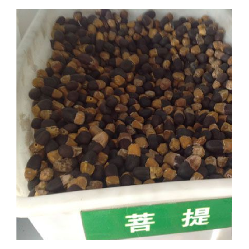 菩提种子菩提树种子金刚菩提树千丝菩提树种子