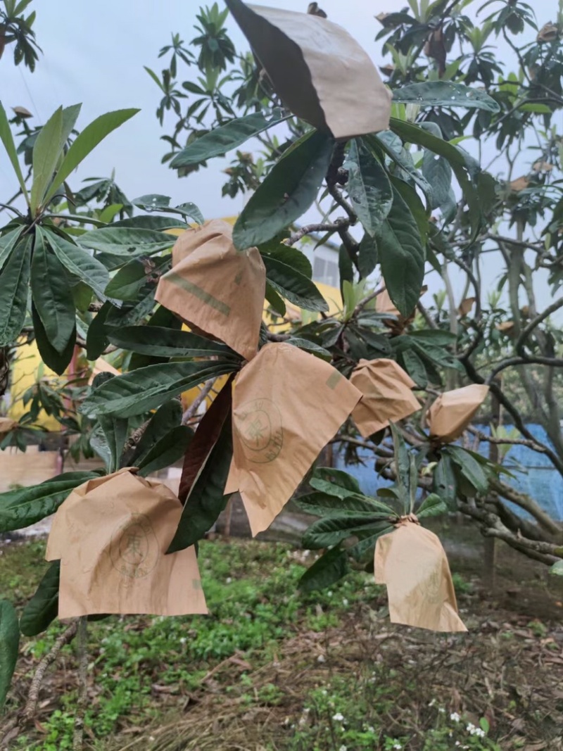 水果套袋，枇杷套袋专用袋，枇杷果袋，枇杷袋子枇杷果套袋