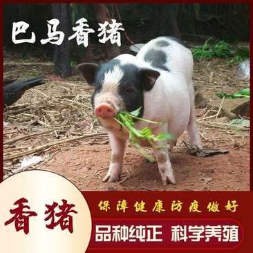 商品巴马香猪，巴马香猪养殖基地直供，商品香猪
