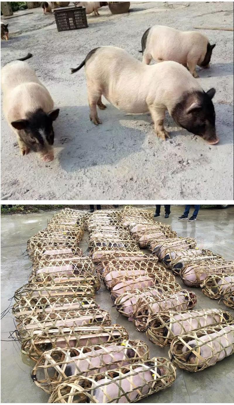 商品巴马香猪，巴马香猪养殖基地直供，商品香猪