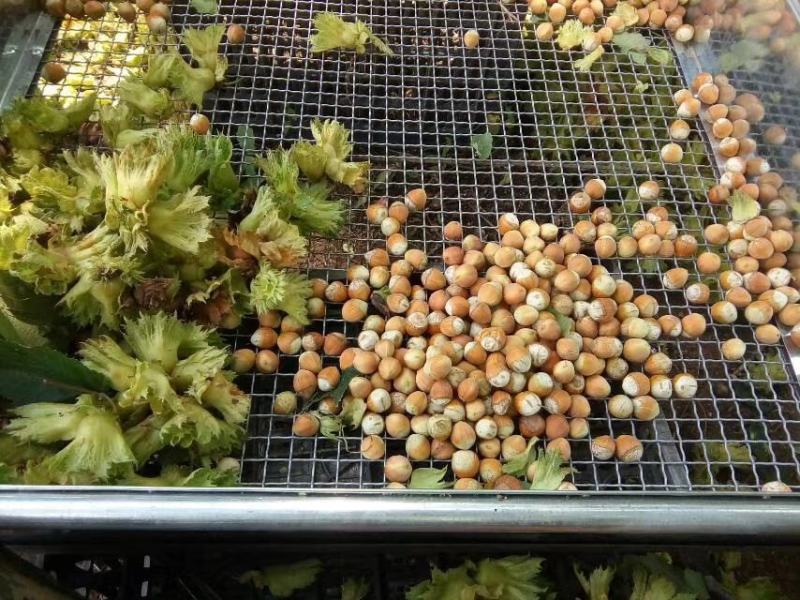 售平欧大果榛子苗自己家繁育品种纯正