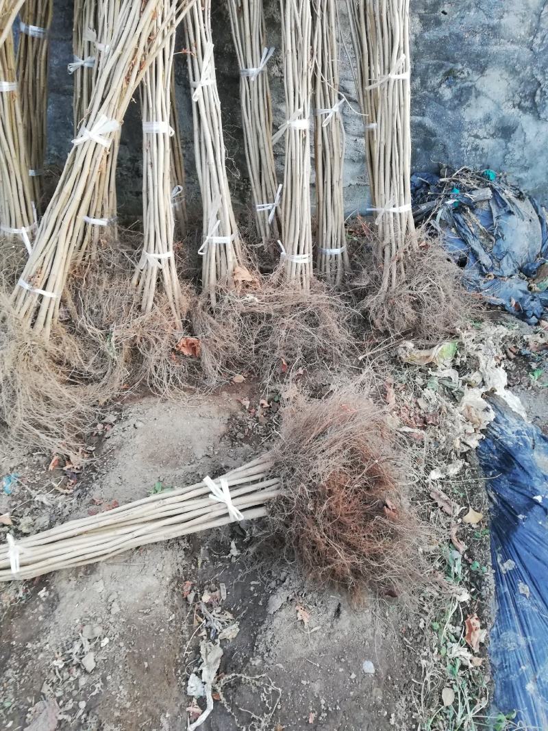 售平欧大果榛子苗自己家繁育品种纯正